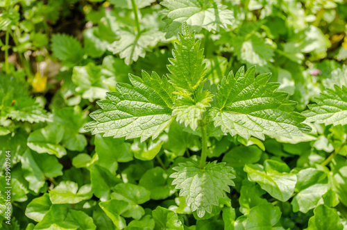 Young nettle plants in the forest by the river Danube 