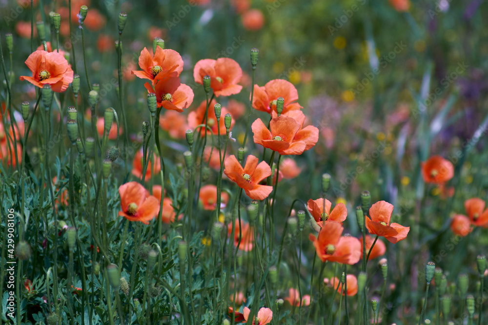 Fototapeta premium field of red poppies