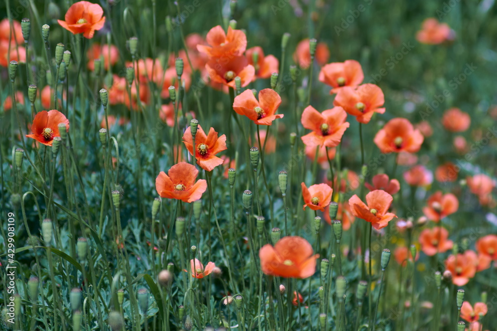 field of red poppies field of red poppies