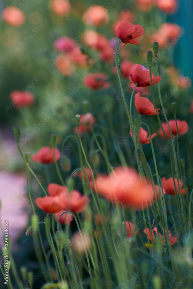 Obraz premium field of poppies