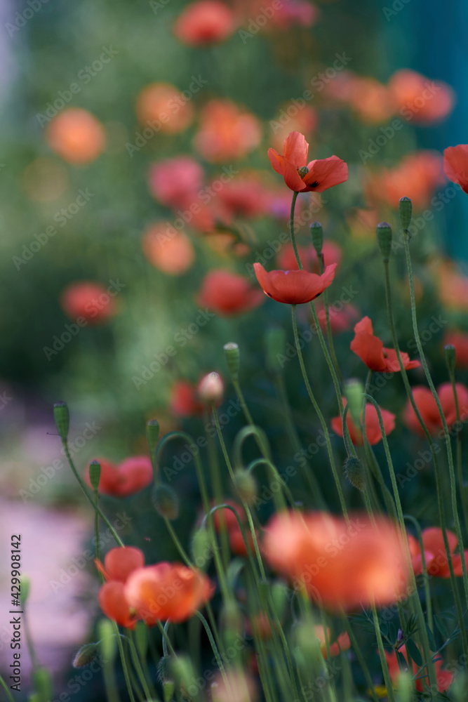 Obraz premium poppy flowers in field