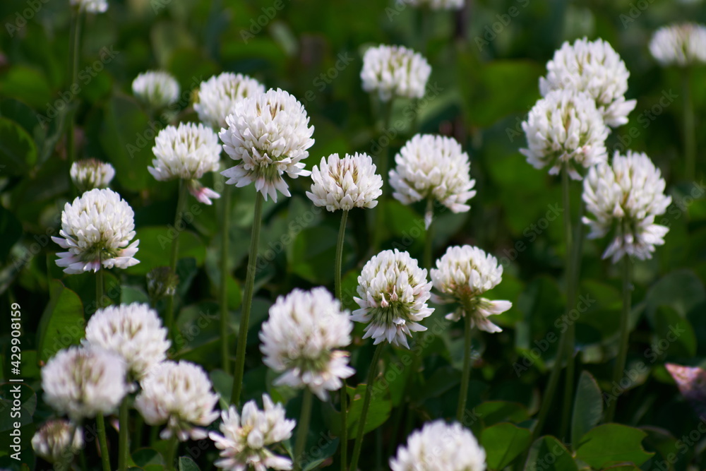 flowers in the garden