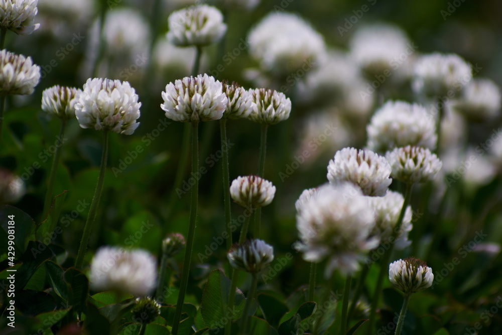 flowers in the grass