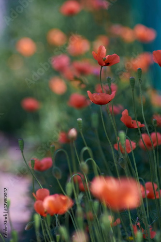 poppy flowers in field