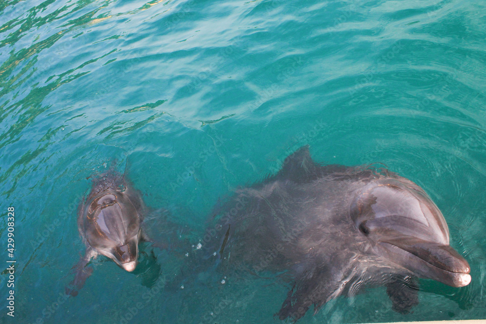 Obraz premium Delfines