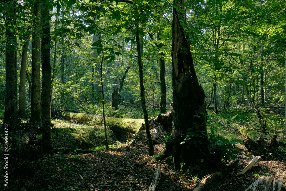 Obraz premium Shady deciduous tree stand