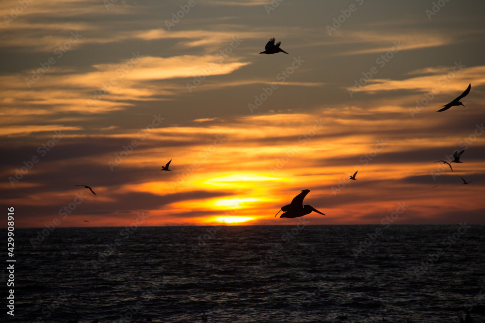 Aves en el atarcecer