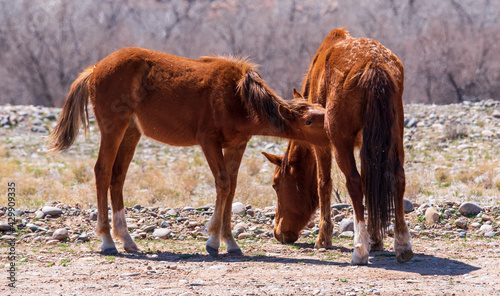 Wild Horses © Penny Britt