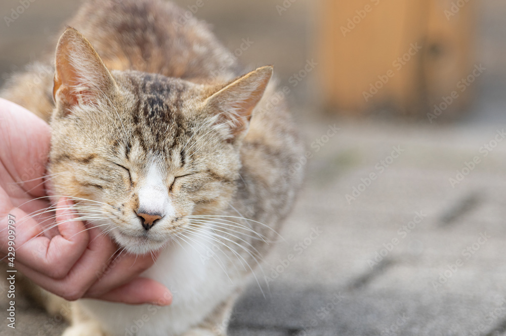 猫を触る キジトラ白 猫を触る キジトラ白