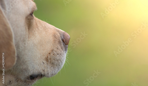 Muzzle of a Labrador Retriever dog. The pet looks into the distance. Blurred background