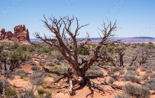 Canyons of Moab Utah