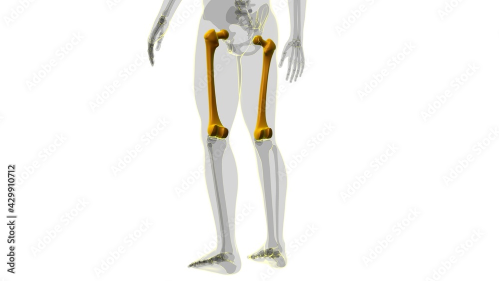 Human skeleton anatomy Femur Bone 3D Rendering Human skeleton anatomy Femur Bone 3D Rendering