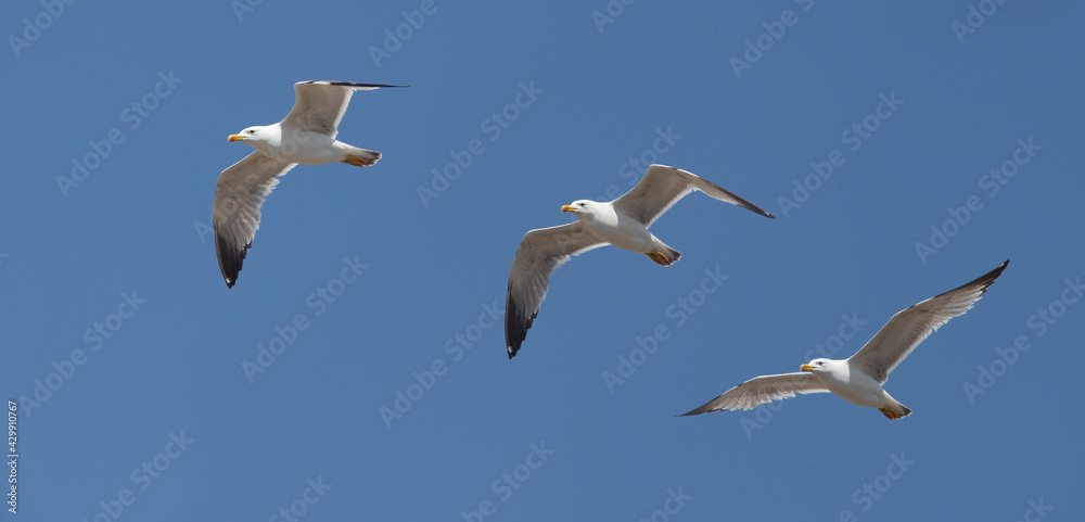 Obraz premium Yellow-legged Gull (Larus michahellis), adult in flight, (multipix), Side, Turkey.