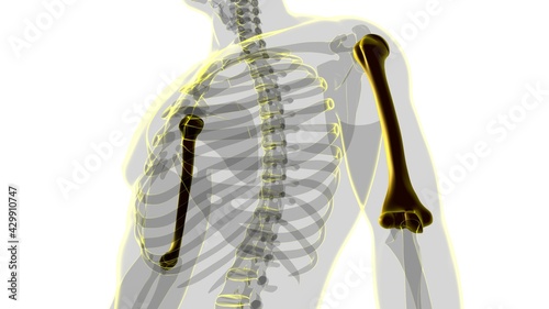 Obraz na płótnie Human skeleton anatomy Humerus Bone 3D Rendering