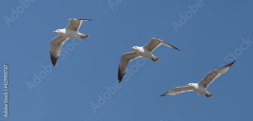 Quadro su tela Yellow-legged Gull (Larus michahellis), adult in flight, (multipix), Side, Turkey