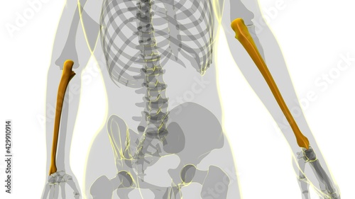Obraz na płótnie Human skeleton anatomy Ulna Bone 3D Rendering