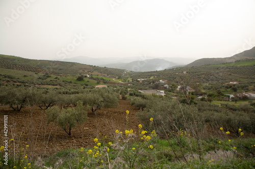 Olive trees and a green landscape with some houses