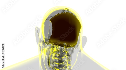 Bild auf Leinwand Human Skeleton Skull Occipital Bone Anatomy For Medical Concept