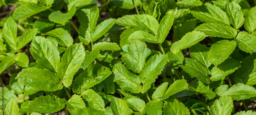 Young, fresh, green leaves on a green background. BANNER. Young, fresh, green leaves on a green background. BANNER.