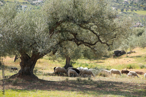 Some cheeps under an olive tree 