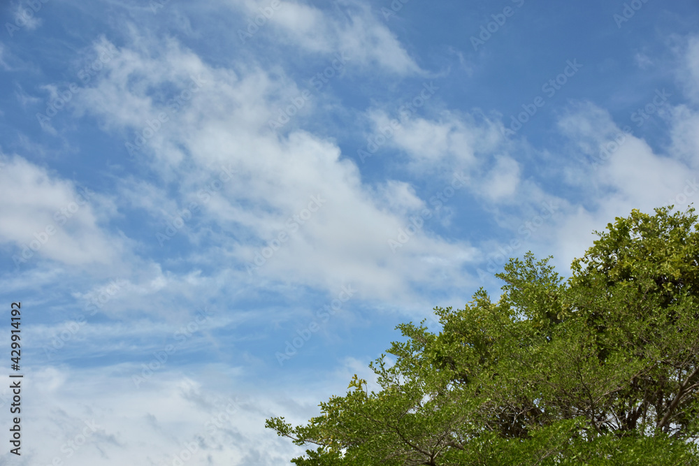 Beautiful blue sky and clouds over the tree branch. Woderful day in day sky is open and fresh air. Beautiful blue sky and clouds over the tree branch. Woderful day in day sky is open and fresh air.
