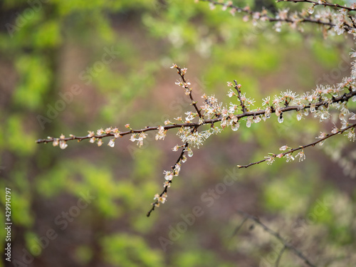 White Cherry Blossoms just Bloomed on a Tree with raindrops © GioRez