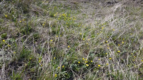 First spring flowers of kaluzhnitsa in early spring photo