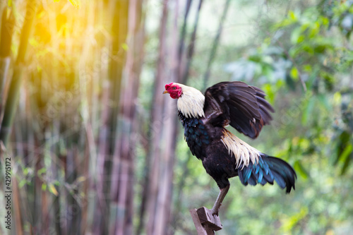 Rooster crowing in the morning with sunrise.