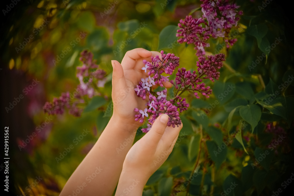 children's hands hold lilac branches in spring children's hands hold lilac branches in spring