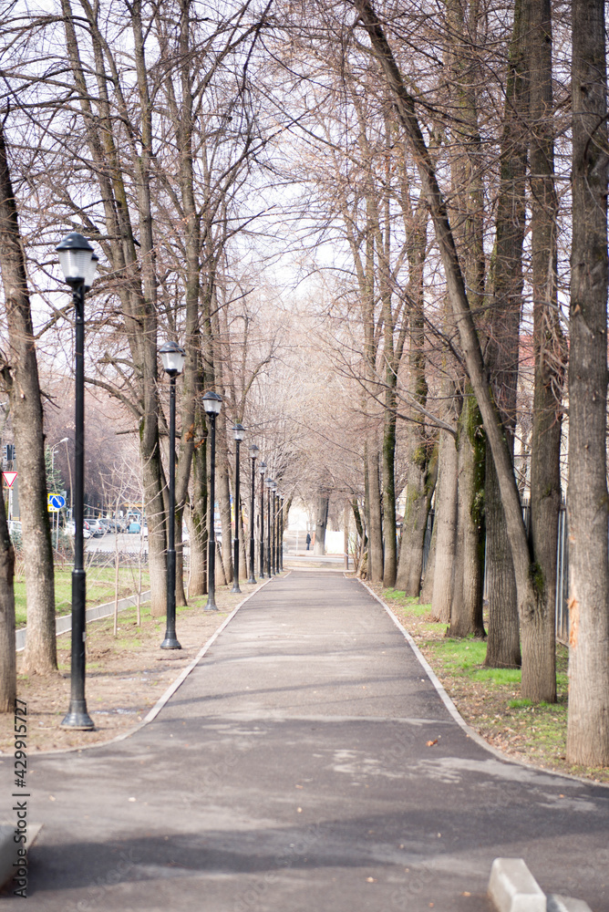 trees grow along the path in Almaty