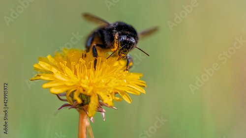 Close-up macro shot of bumblebee covered in pollen grains drinking nectar from yellow dandelion. Isolated on blurred green background