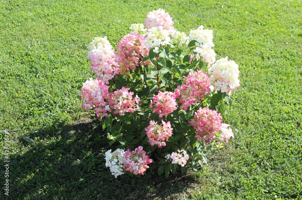 Fototapeta premium Hydrangea pink and white on the green lawn.