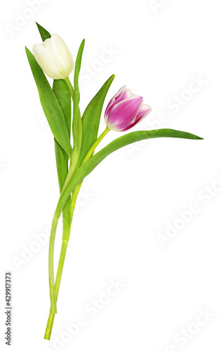 Pink and white tulip flowers isolated #429917373
