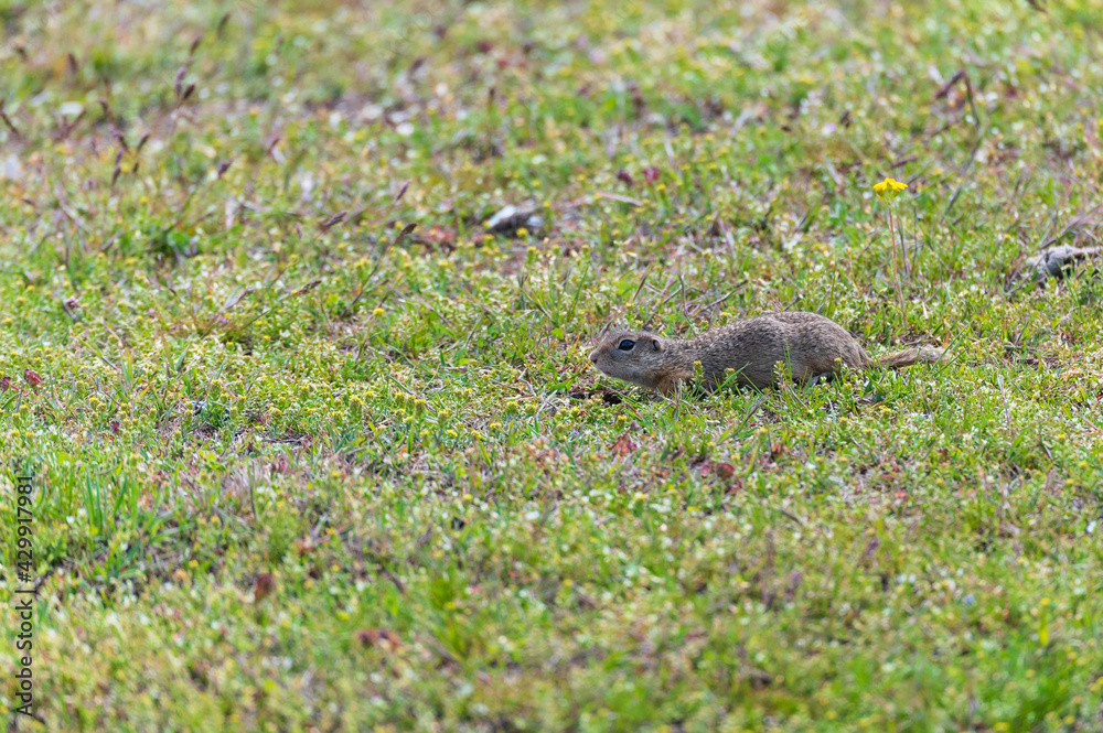 European ground squirrel (Spermophilus) on a meadow