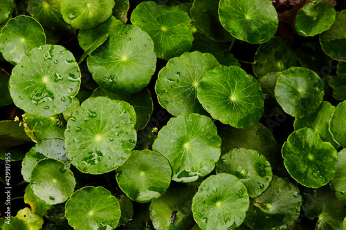 Fresh green water pennywort leaf in the garden