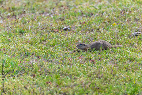 Obraz na płótnie European ground squirrel (Spermophilus) on a meadow w salonie