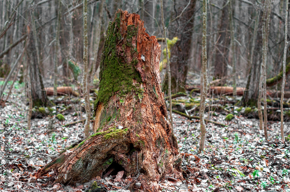 oak stump covered with moss. old dead fallen tree. sanitary felling of trees oak stump covered with moss. old dead fallen tree. sanitary felling of trees