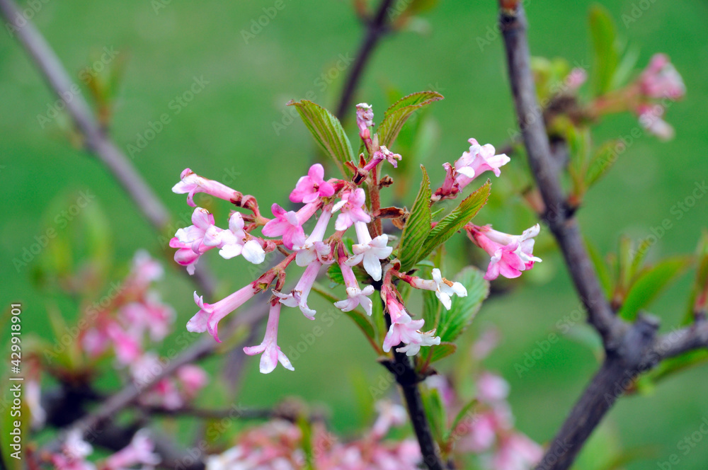 spring bloom pink almond flowers spring bloom pink almond flowers