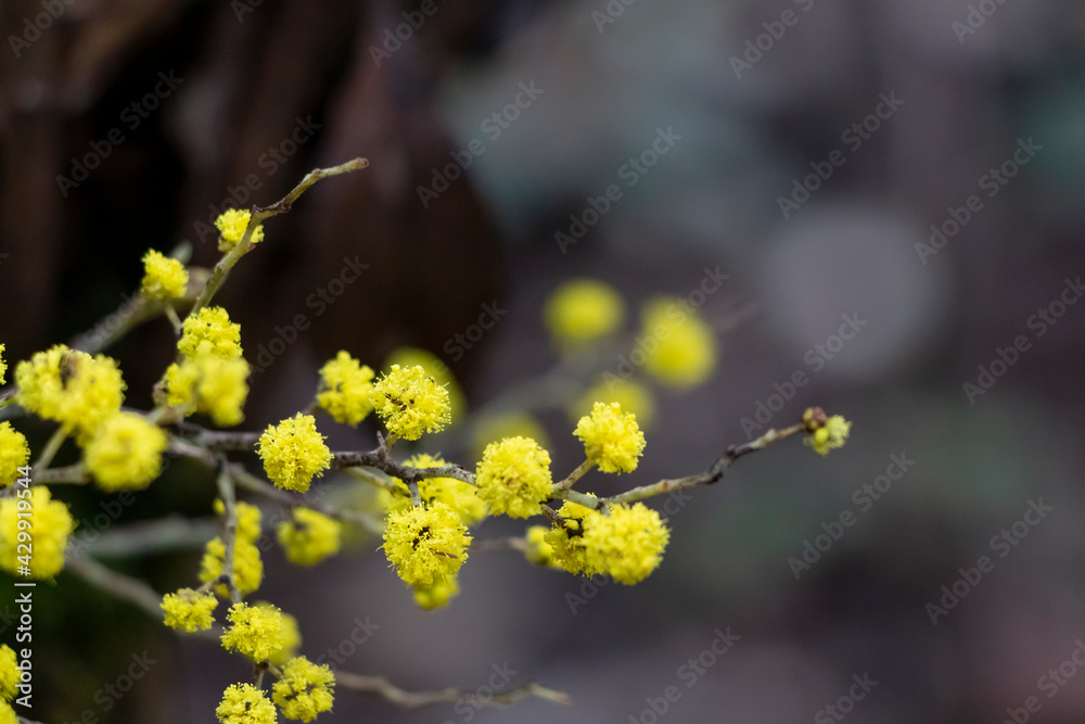 Silver wattle's tiny yellow flowers in Toolangi State Forest Australia. Mimosa or blue wattle in bloom. Acacia dealbata in selective focus. Silver wattle's tiny yellow flowers in Toolangi State Forest Australia. Mimosa or blue wattle in bloom. Acacia dealbata in selective focus.