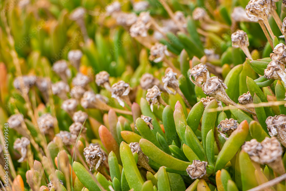 Close-up of the succulent shrub of rounded noon-flower at Westgate Park Australia. Disphyma crassifolium leaves and seed heads by a salt lake in selective focus. Round-leaved pigface or karkalla. Close-up of the succulent shrub of rounded noon-flower at Westgate Park Australia. Disphyma crassifolium leaves and seed heads by a salt lake in selective focus. Round-leaved pigface or karkalla.