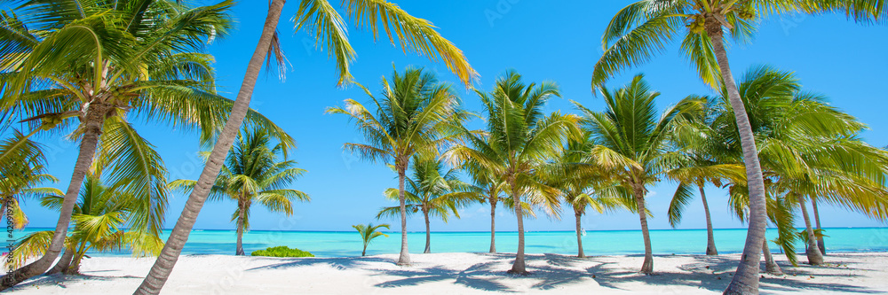 Panorama of idyllic tropical beach with palm trees, white sand and turquoise blue water - obrazy, fototapety, plakaty 