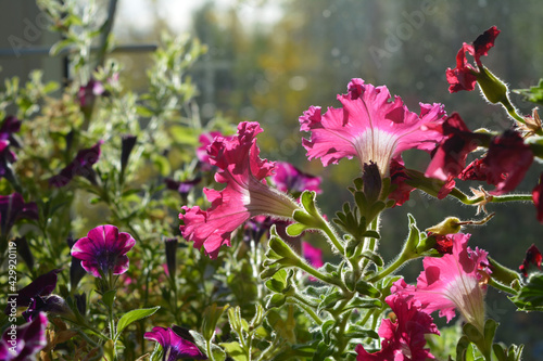 Beautiful pink ruffled flowers of petunia in sunny day in small garden on the balcony.