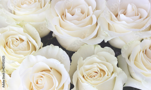 bouquet of light cream roses close-up.