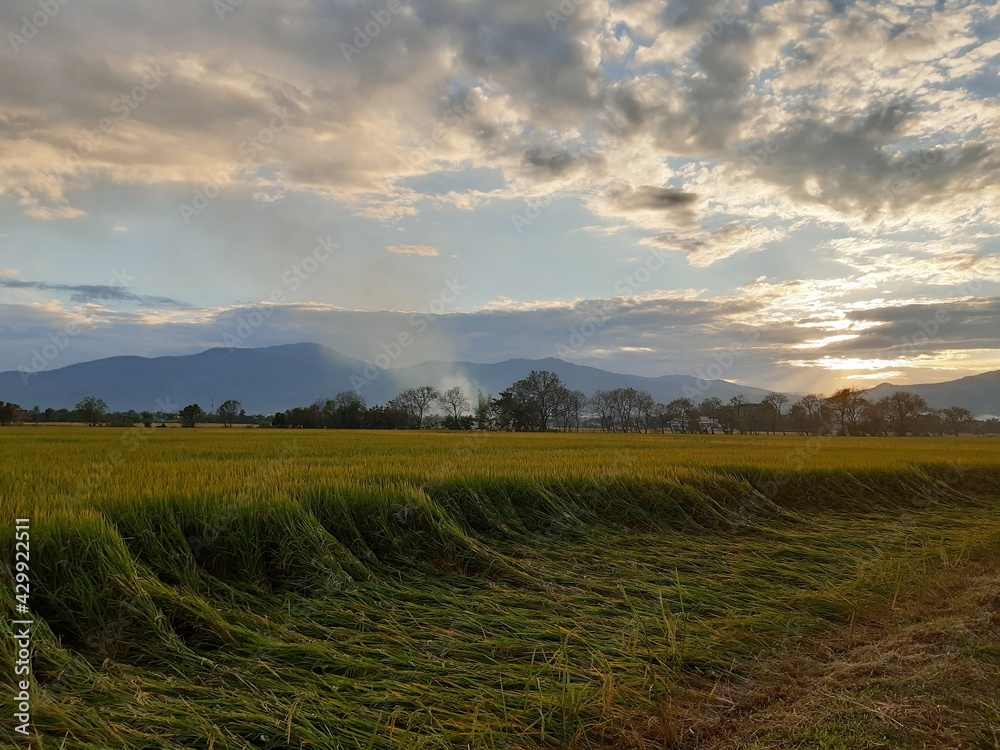 sunset over the field