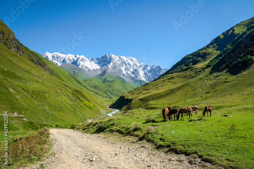 idyllic alpine landscape with mountain and horses, with copy space, in countryside of Ushguli village with mount Shkhara in Svaneti region, Georgia. 