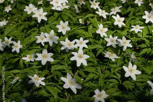 small white spring flowers in forest, wood anemone, anemone nemorosa