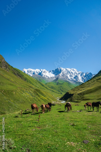 idyllic alpine landscape with mountain and horses, with copy space, in countryside of Ushguli village with mount Shkhara in Svaneti region, Georgia. 