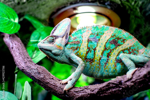 chameleon on a branch