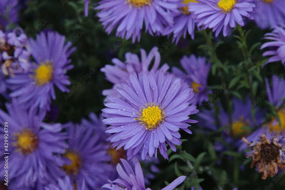 Blooming autumn asters in October. Blooming autumn asters in October.