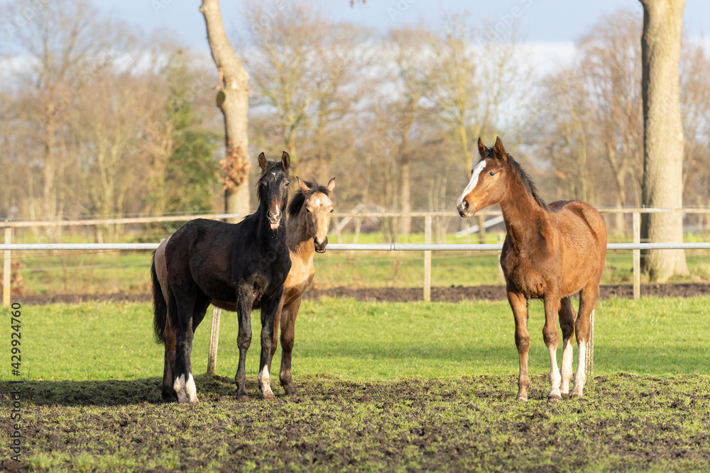 Three one-year-old horses in the pasture. A black, a yellow and a chestnut colored foal. Trees and fence in the background. Selective focus